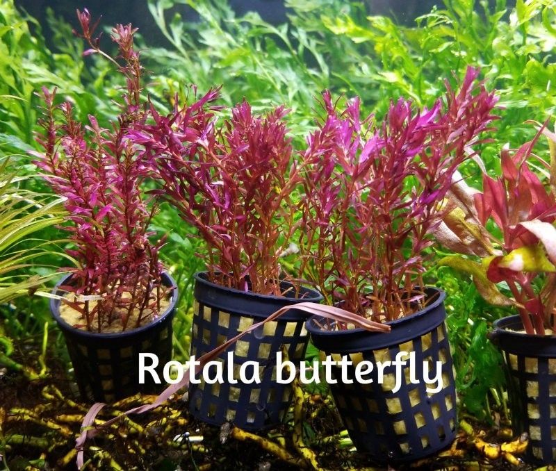 20181023_Rotala butterfly.jpg