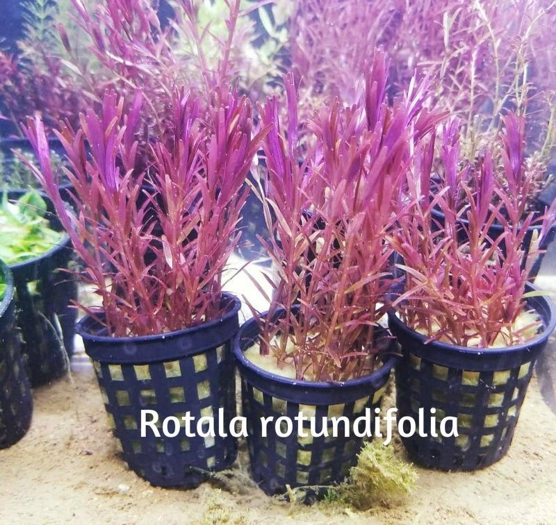 20181023_Rotala rotundifolia.jpg