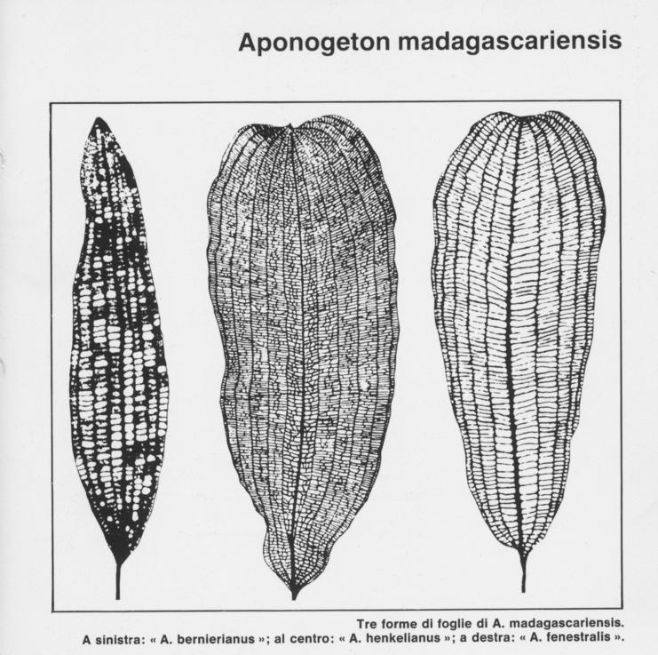 A. madagascariensis varieties.jpeg