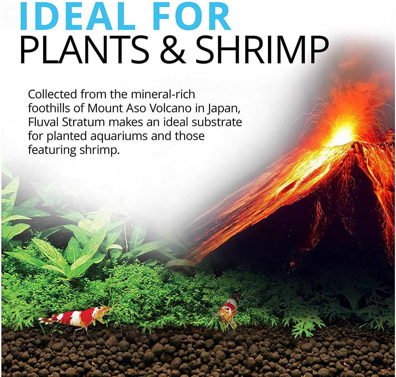plant-shrimp stratum 2.jpg