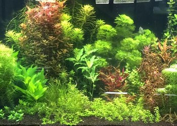 Tips And Tricks For Dutch Style Aquascaping Barr Report Forum Aquarium Plants