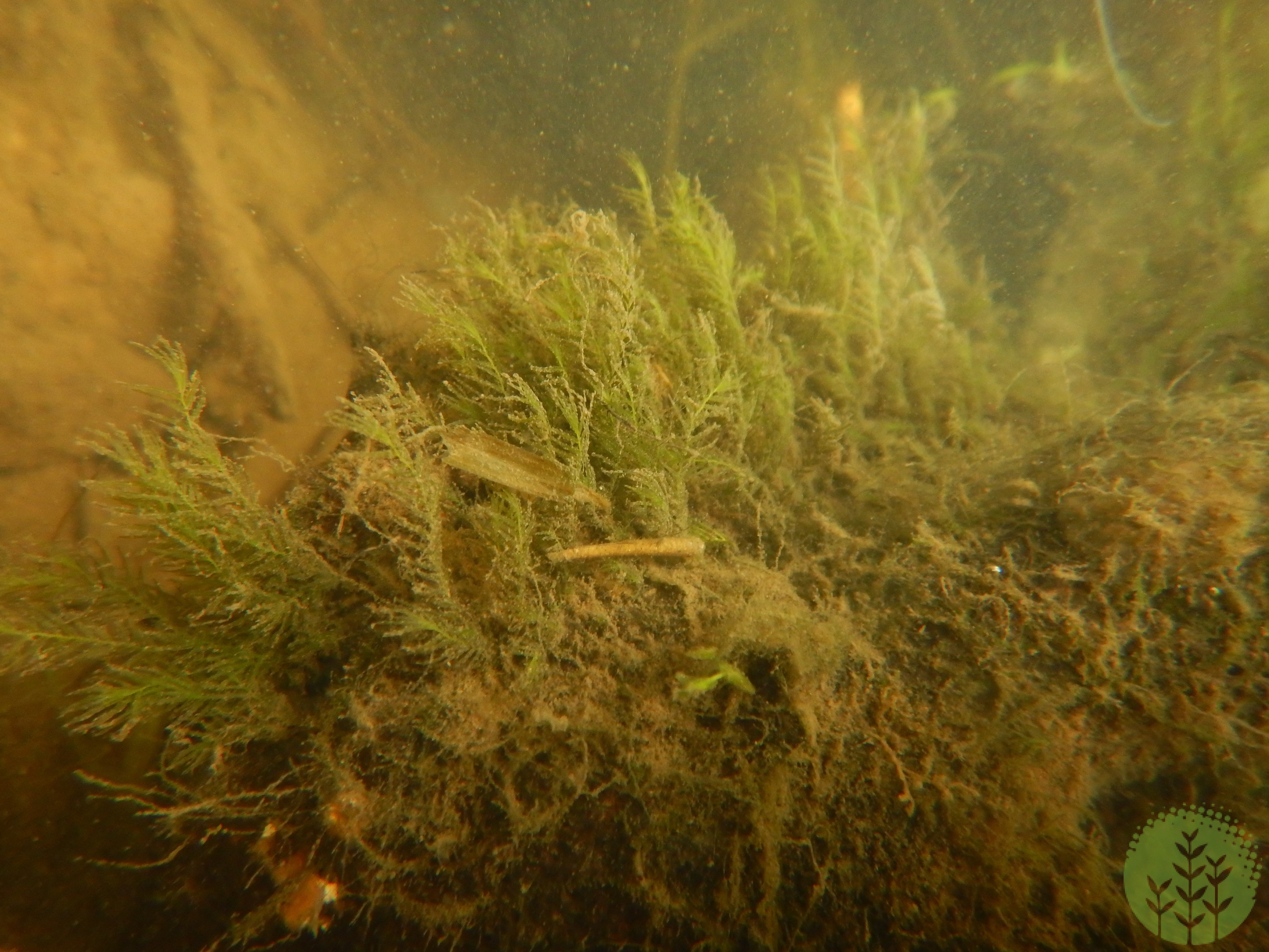 Fissidens fontanus - submersed
