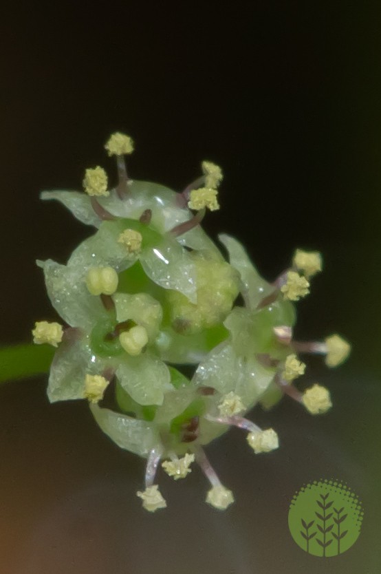 Hydrocotyle cf. tripartita flower