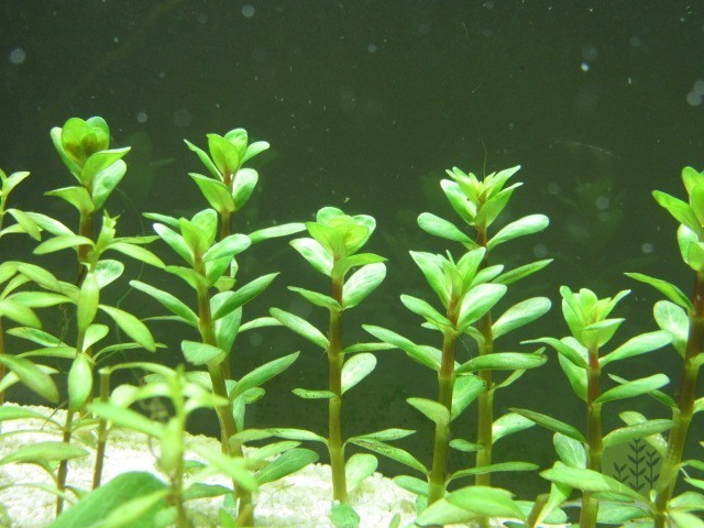 Indica rotala An article