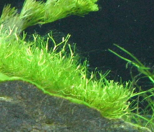 tankoct1608hairalgae.jpg